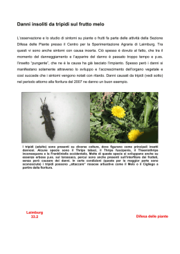 Danni su frutti da tripide durante la fioritura del melo.d&hellip;