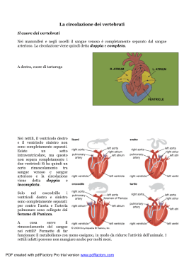 Il cuore dei vertebrati