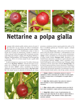 Nettarine a polpa gialla