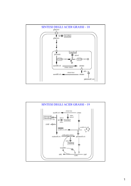 SINTESI DEGLI ACIDI GRASSI - 18 SINTESI DEGLI ACIDI GRASSI