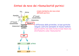 Met. dei nucleotidi 2