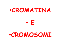 Cromatina_RegolEspressioneGenica1-041209