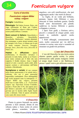 Foeniculum vulgare - Piantespontaneeincucina.info