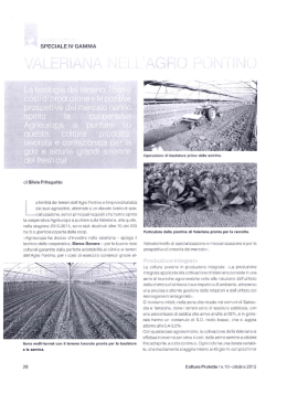 Valeriana nell`Agro Pontino 1384K