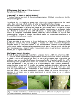 Il fitoplasma degli agrumi (Citrus stubborn)