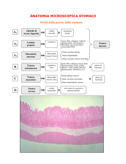 Anatomia microscopica dello stomaco