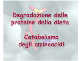 Degradazione delle proteine della dieta Catabolismo degli aminoacidi