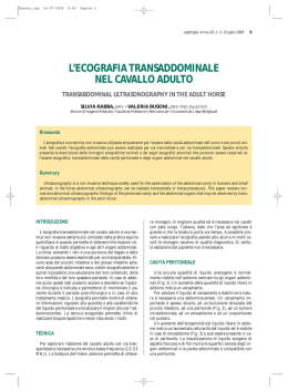 l`ecografia transaddominale nel cavallo adulto