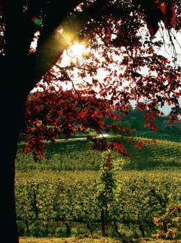 de las trufas - Casa Scaparone