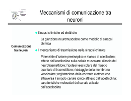 Meccanismi di comunicazione tra neuroni