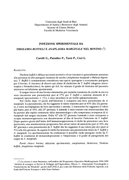Infezione sperimentale da theileria buffeli e anaplasma marginale