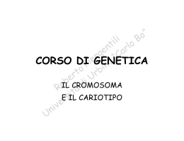 Il cromosoma e il cariotipo