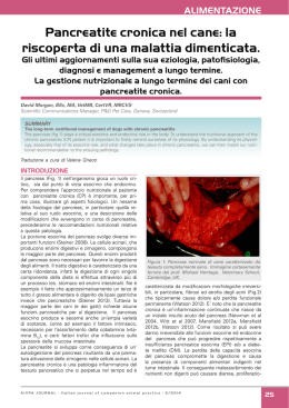 Pancreatite cronica nel cane: la riscoperta di una malattia