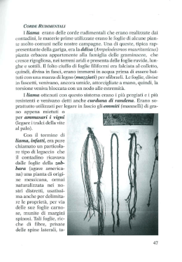 Corde rudimentali Cannizzaru