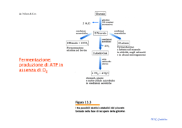 Fermentazione: produzione di ATP in assenza di O