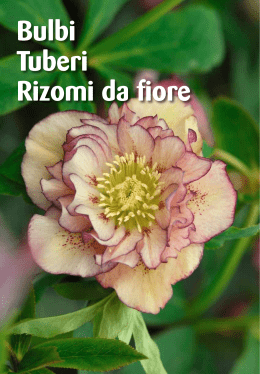 Bulbi Tuberi Rizomi da fiore
