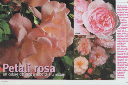2005.05 il mio giardino