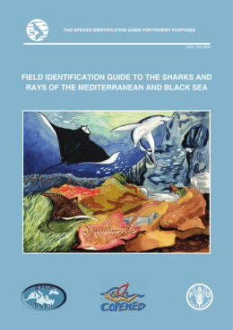 field identification guide to the sharks and rays of the mediterranean