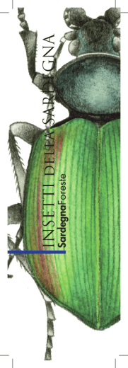 Schede INSETTI [ di circa 12 MB]
