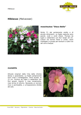 Hibiscus (Malvaceae)