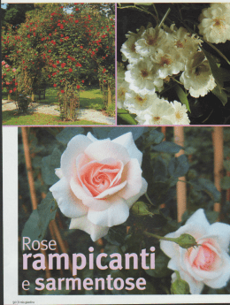 2004.06 il mio giardino