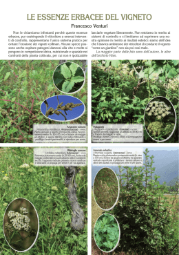 Le essenze erbacee del vigneto di Francesco Venturi