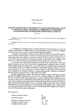 ritrovamento di un cranio di cetaceo odontocete lungo