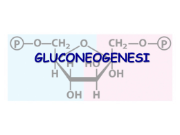 18 - Gluconeogenesi