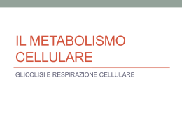 il metabolismo cellulare - Liceo Scientifico Statale Einstein Milano