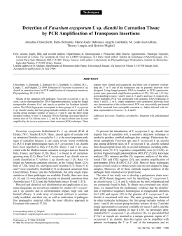 Detection of Fusarium oxysporum f. sp. dianthi in Carnation Tissue