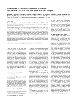 Identification of Fusarium oxysporum f. sp. basilici Isolated from Soil