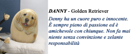 DANNY - Golden Retriever