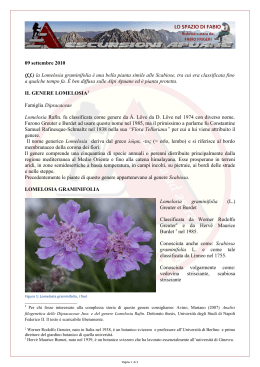 (ff) la Lomelosia graminifolia è una bella pianta simile alle Scabiose