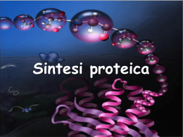 Sintesi Proteica