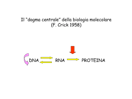 sintesi proteica - Istituto Pontano