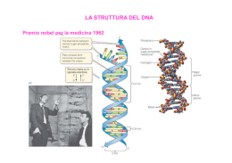 LA STRUTTURA DEL DNA - Universit&agrave; degli Studi di Cassino