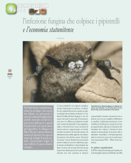 l`infezione fungina che colpisce i pipistrelli e l