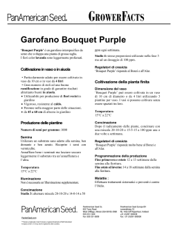 Garofano Bouquet Purple