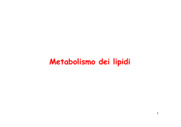 Metabolismo dei lipidi