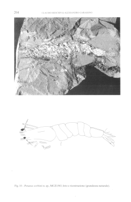 Fig. 10 - Penaeus sorbinii n. sp.. MCZ1583. foto e ricostruzione