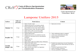 Lampone 2015