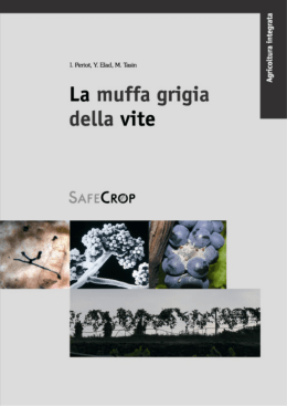La muffa grigia della vite