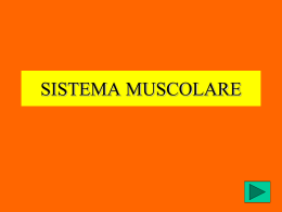 SISTEMA MUSCOLARE - www.icbovolone.it