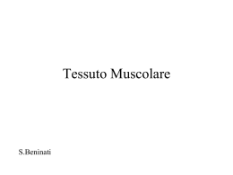 Il tessuto muscolare - Didattica delle Scienze