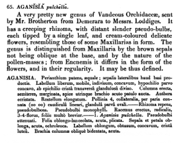 65. AGANfsz" pulchéué. A very pretty new genus of Vandeous