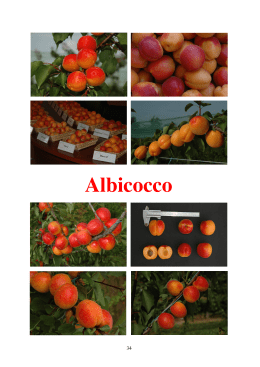 Albicocco - InfoKeeper