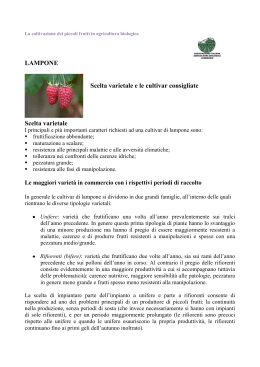 LAMPONE Scelta varietale e le cultivar consigliate Scelta