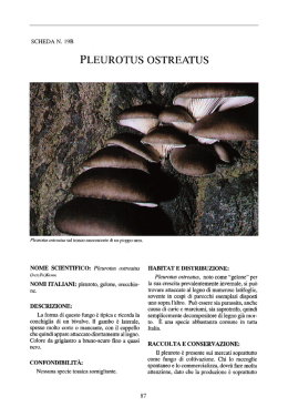 PLEUROTUS OSTREATUS - Veneto Agricoltura