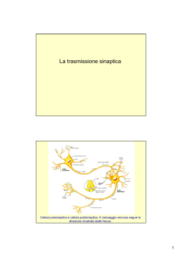 La trasmissione sinaptica