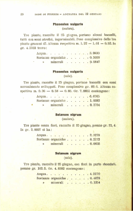 20 Phaseolus vulgaris (ombra). Tre piante, raccolte il 25 giugno